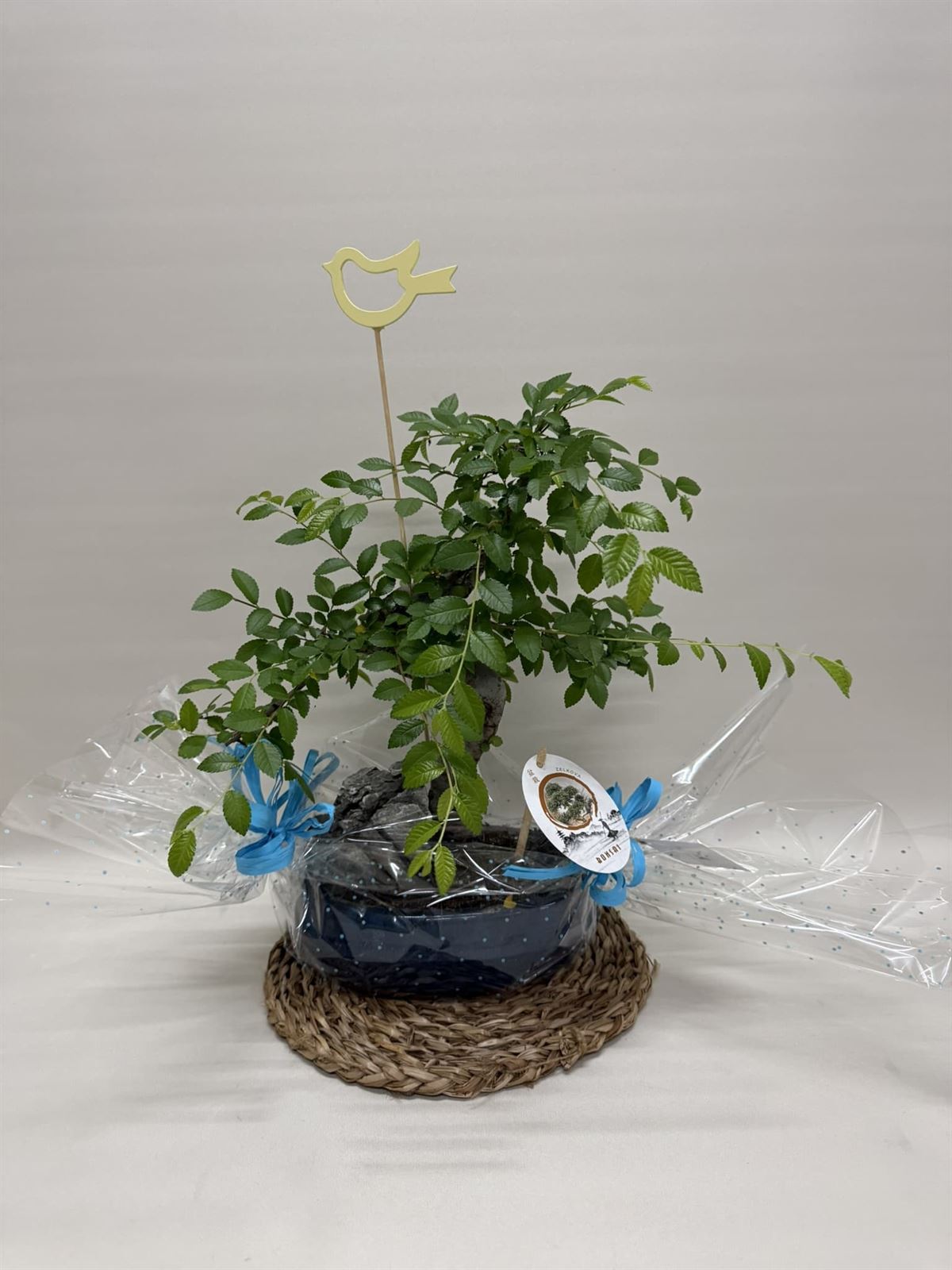 Bonsái (A) - Imagen 1