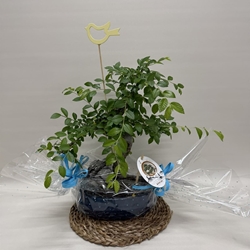 Bonsái (A) - Imagen 1