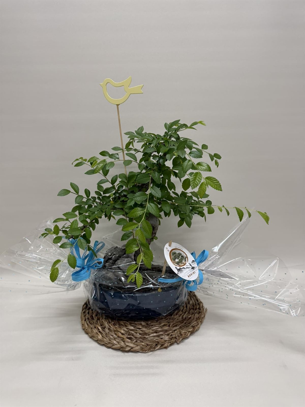 Bonsái (A) - Imagen 2