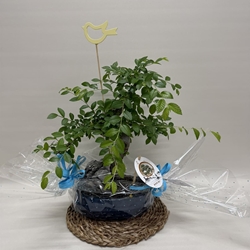 Bonsái (A) - Imagen 2