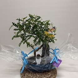 Bonsái (B) - Imagen 1