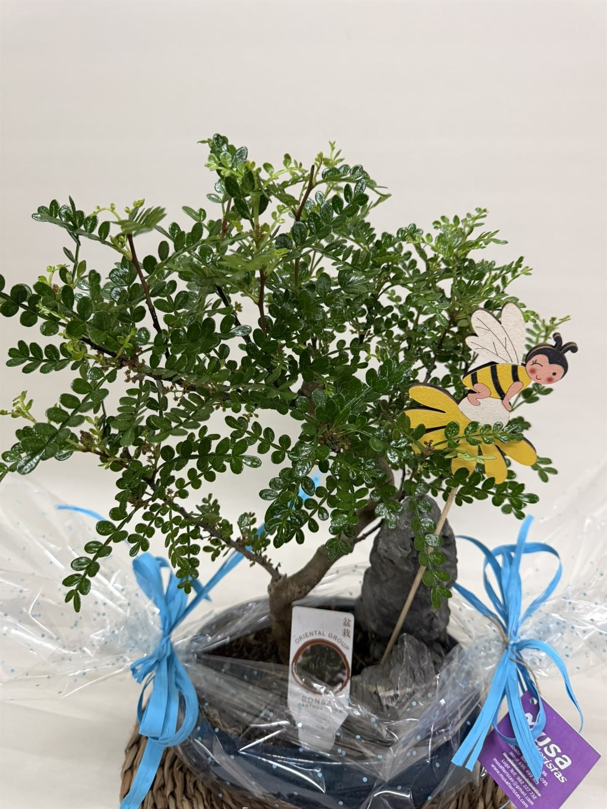 Bonsái (B) - Imagen 2