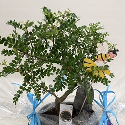 Bonsái (B) - Imagen 2