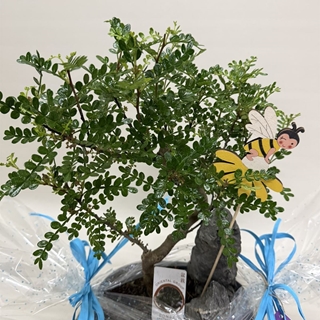 Bonsái (B) - Imagen 2