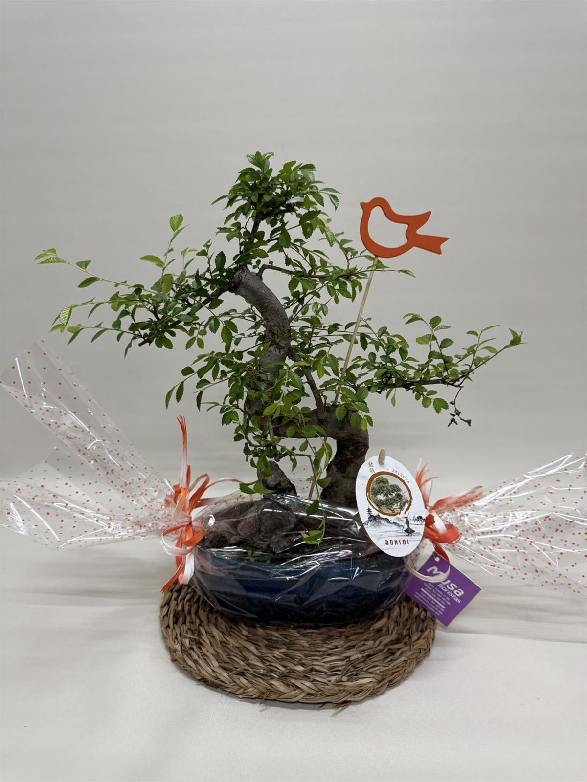 Bonsái (C) - Imagen 1