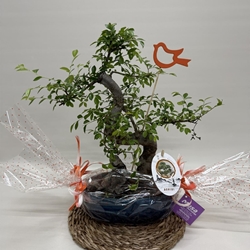 Bonsái (C) - Imagen 1