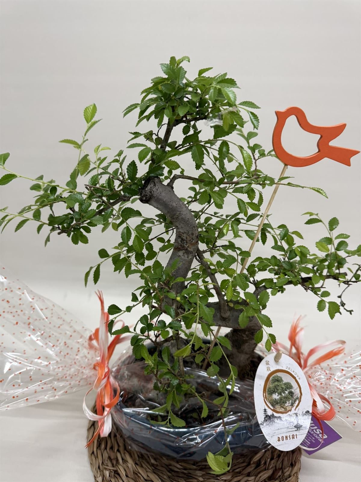 Bonsái (C) - Imagen 2