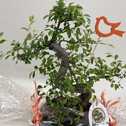 Bonsái (C) - Imagen 2