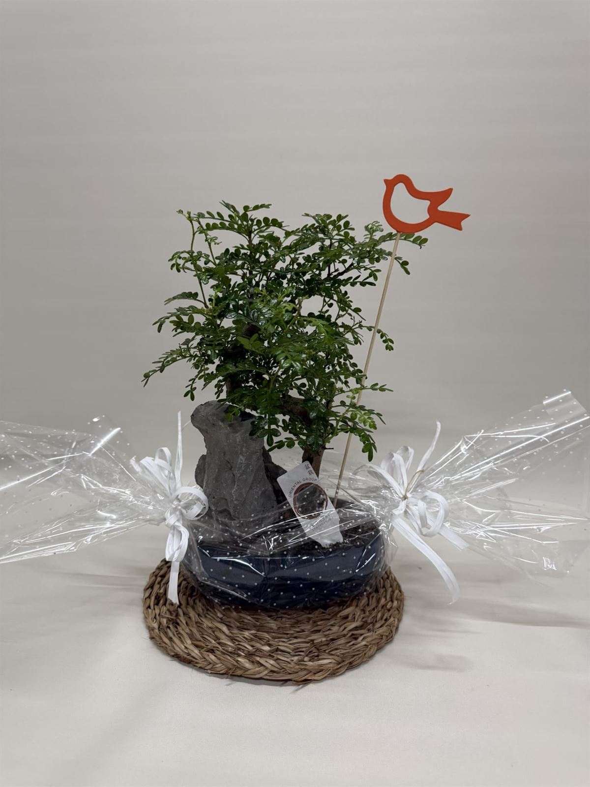 Bonsái (D) - Imagen 1