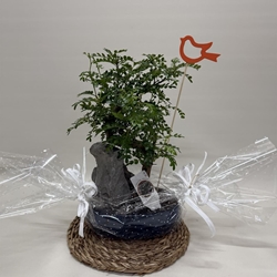 Bonsái (D) - Imagen 1