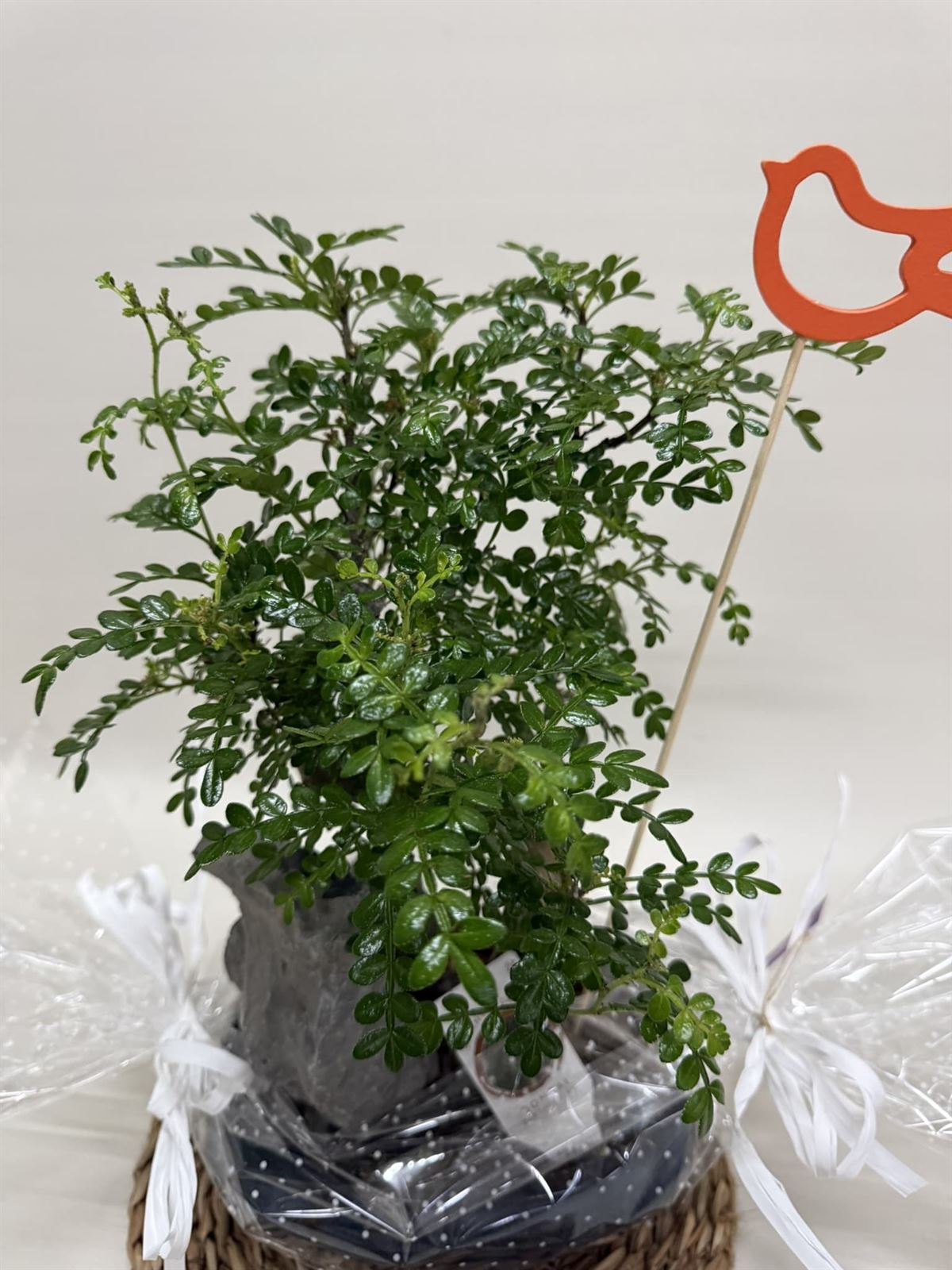 Bonsái (D) - Imagen 2