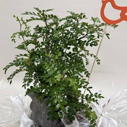 Bonsái (D) - Imagen 2