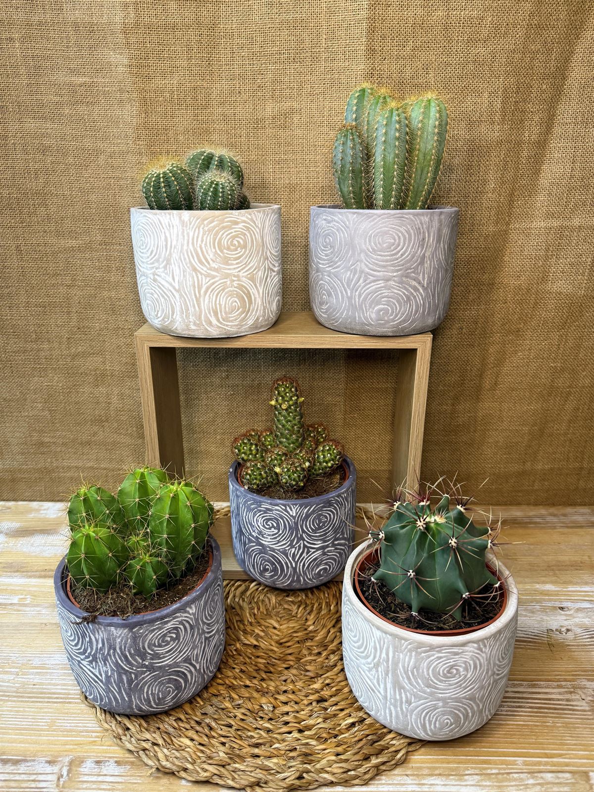 Cactus en base de cerámica - Imagen 1