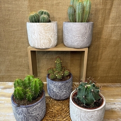 Cactus en base de cerámica - Imagen 1