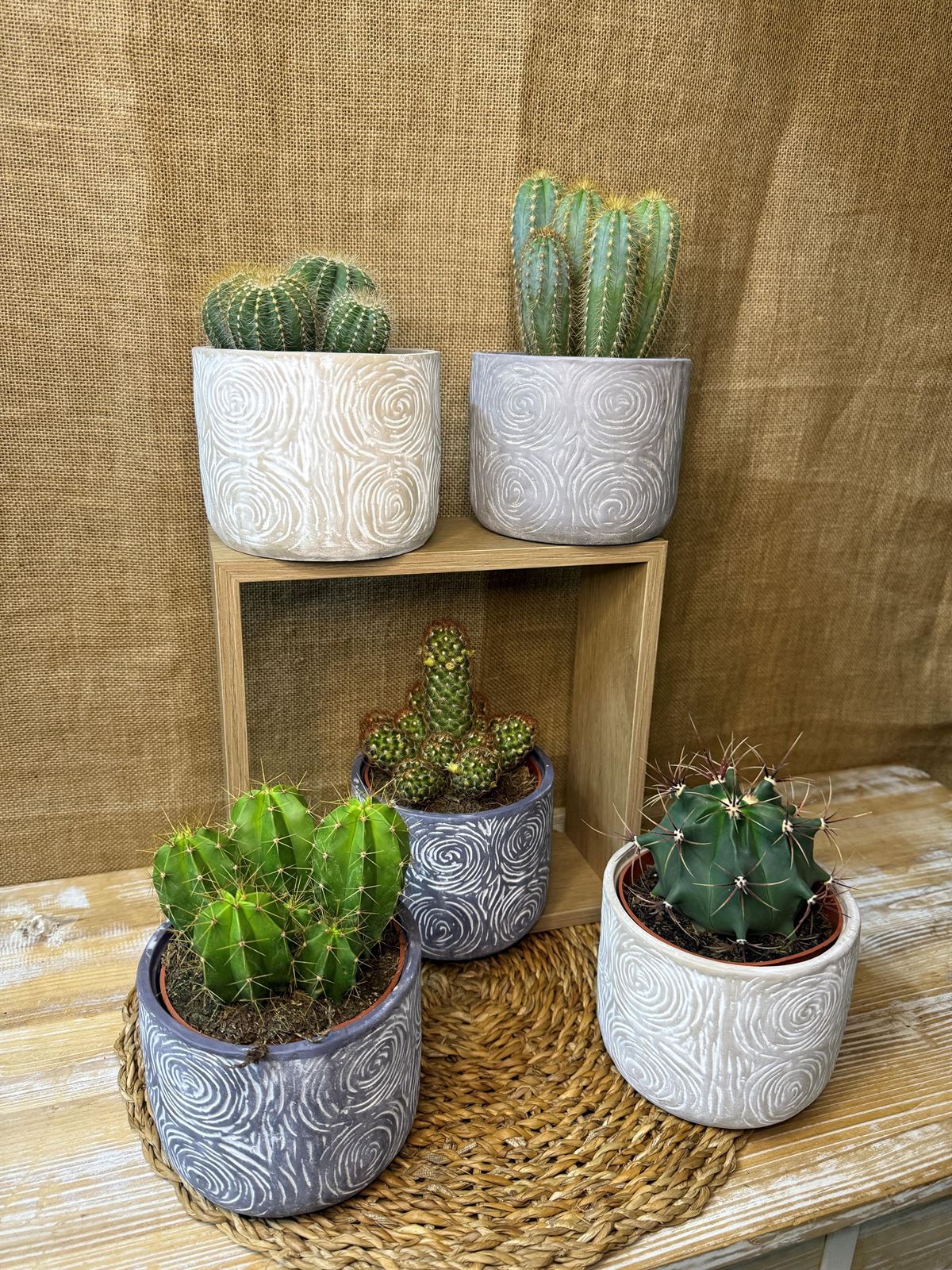 Cactus en base de cerámica - Imagen 2