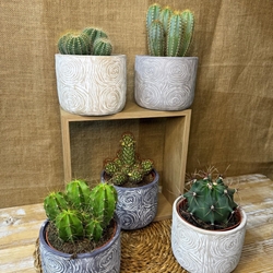 Cactus en base de cerámica - Imagen 2