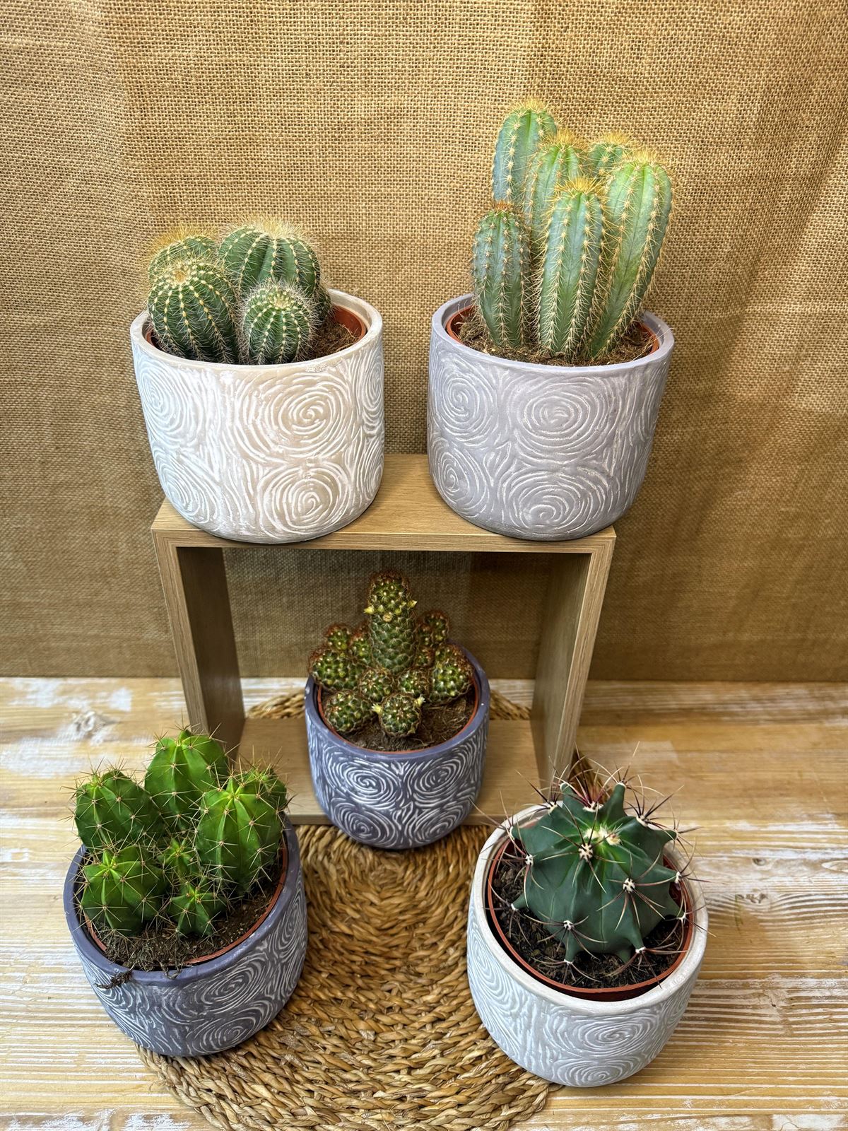 Cactus en base de cerámica - Imagen 3