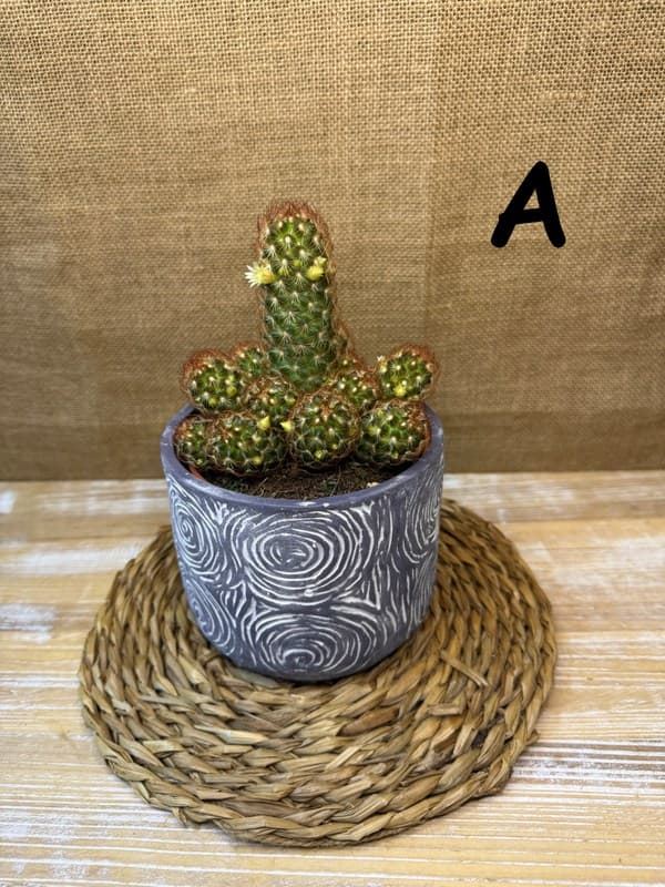 Cactus en base de cerámica - Imagen 4