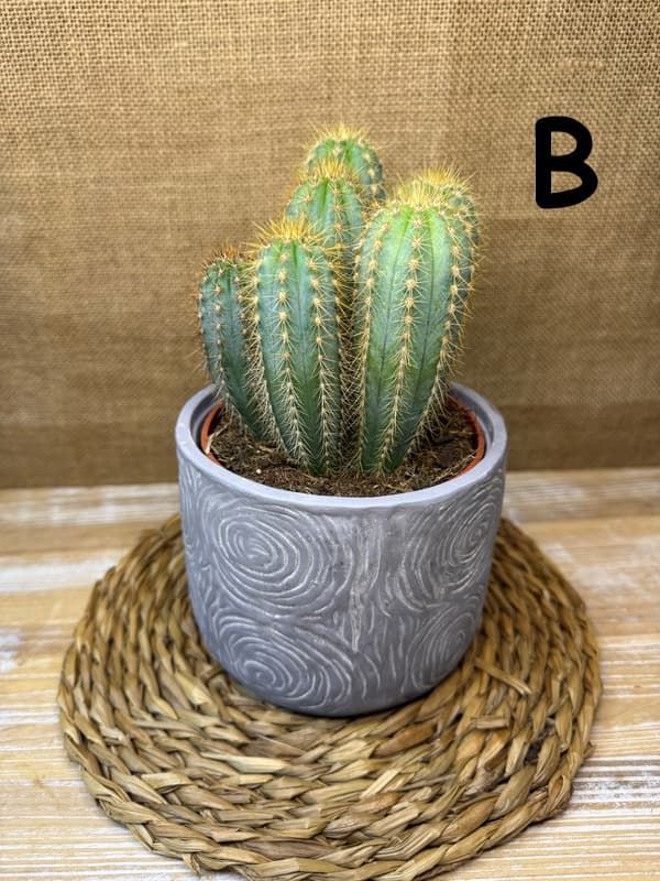 Cactus en base de cerámica - Imagen 5