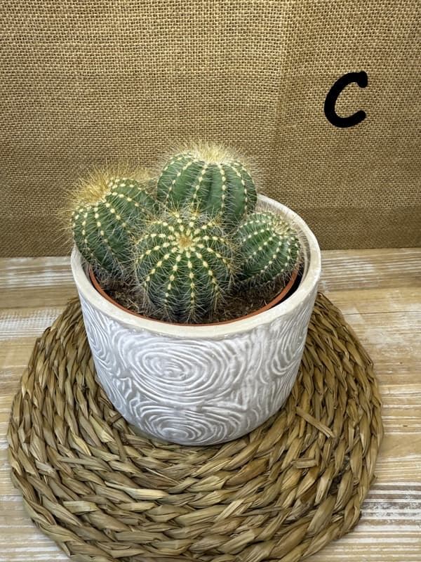 Cactus en base de cerámica - Imagen 6