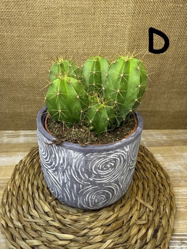 Cactus en base de cerámica - Imagen 7