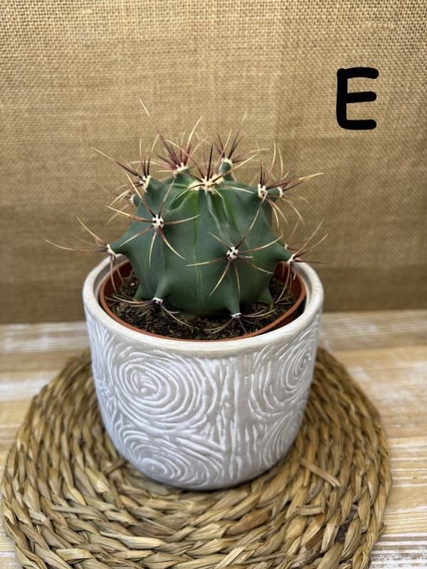 Cactus en base de cerámica - Imagen 8