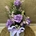Caja blanca con 2 rosas moradas - Imagen 2