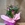 Cala fucsia - Imagen 1