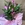 Cala fucsia - Imagen 2