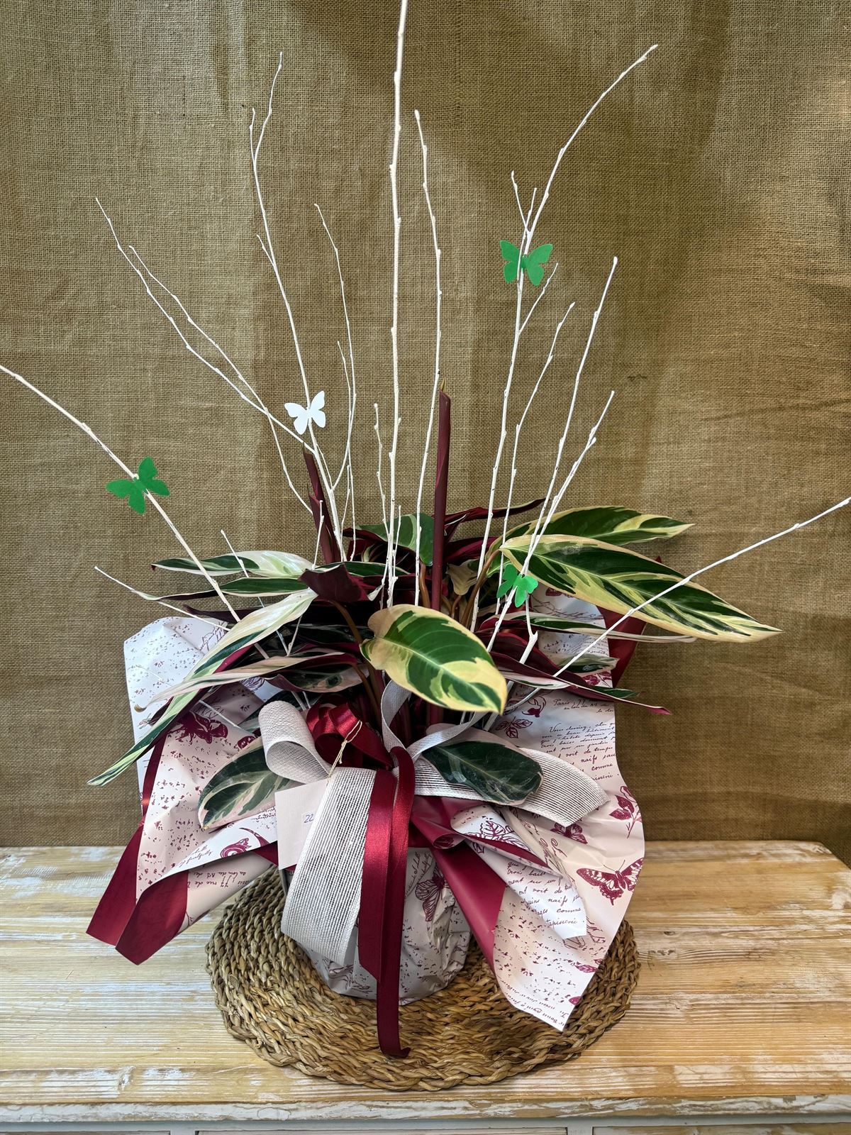 Calathea (A) - Imagen 1