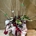 Calathea (A) - Imagen 1
