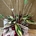 Calathea (A) - Imagen 2