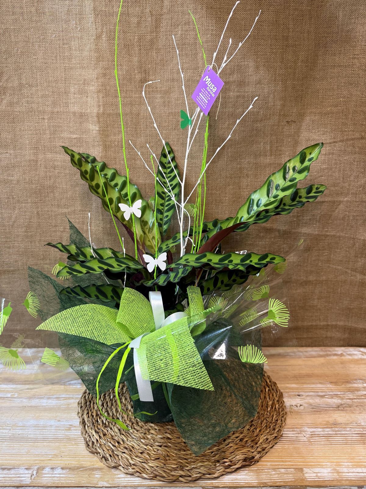Calathea (B) - Imagen 1