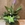Calathea (B) - Imagen 1