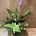 Calathea (B) - Imagen 1