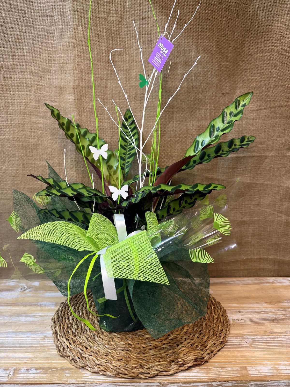 Calathea (B) - Imagen 2