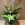 Calathea (B) - Imagen 2