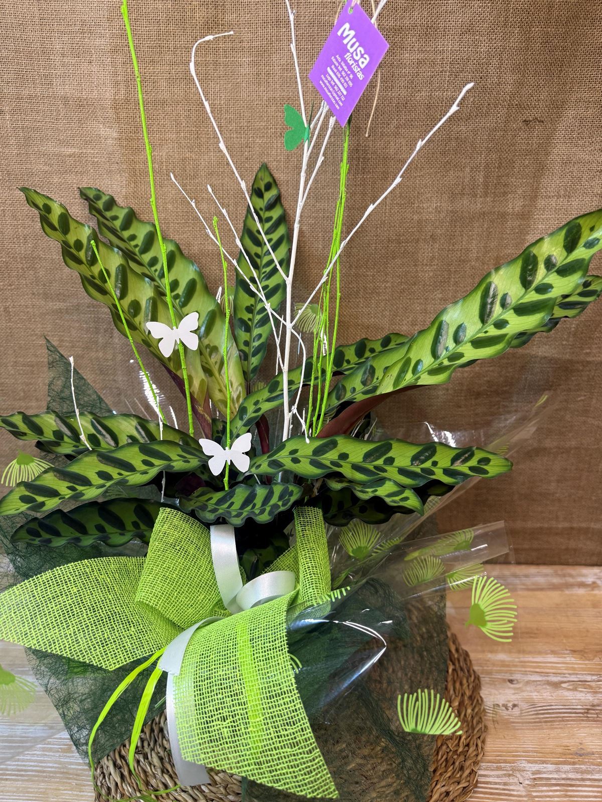 Calathea (B) - Imagen 3