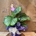 Calathea (C) - Imagen 1