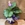 Calathea (C) - Imagen 2