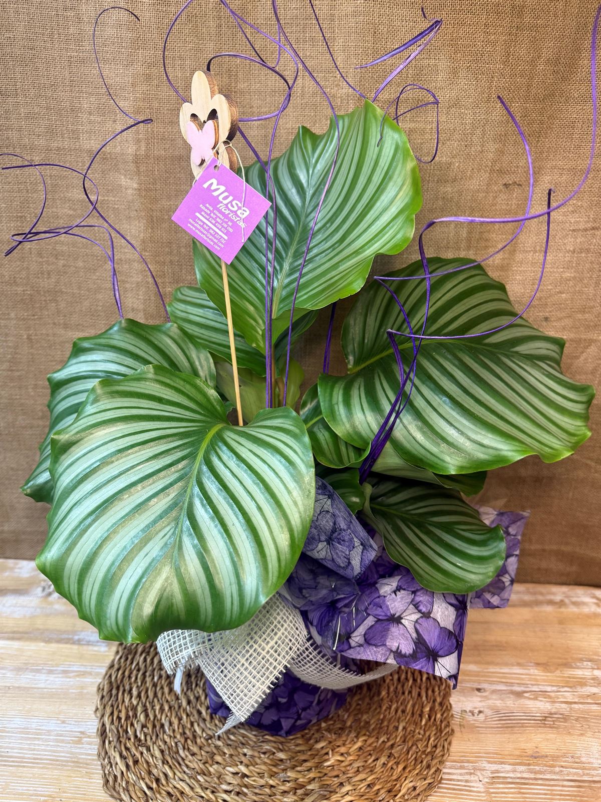 Calathea (C) - Imagen 3