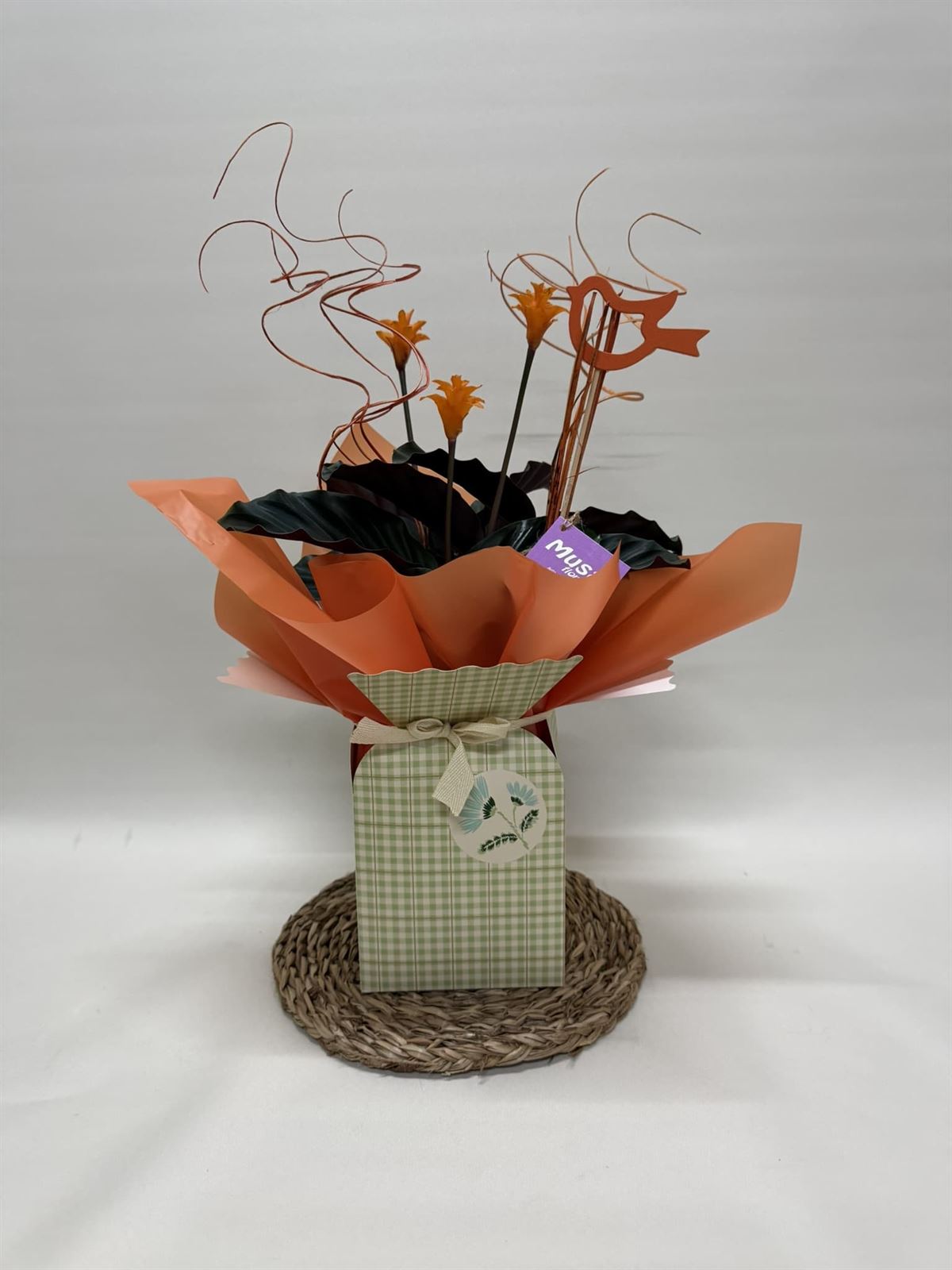 Calathea crocata con bolsa - Imagen 1