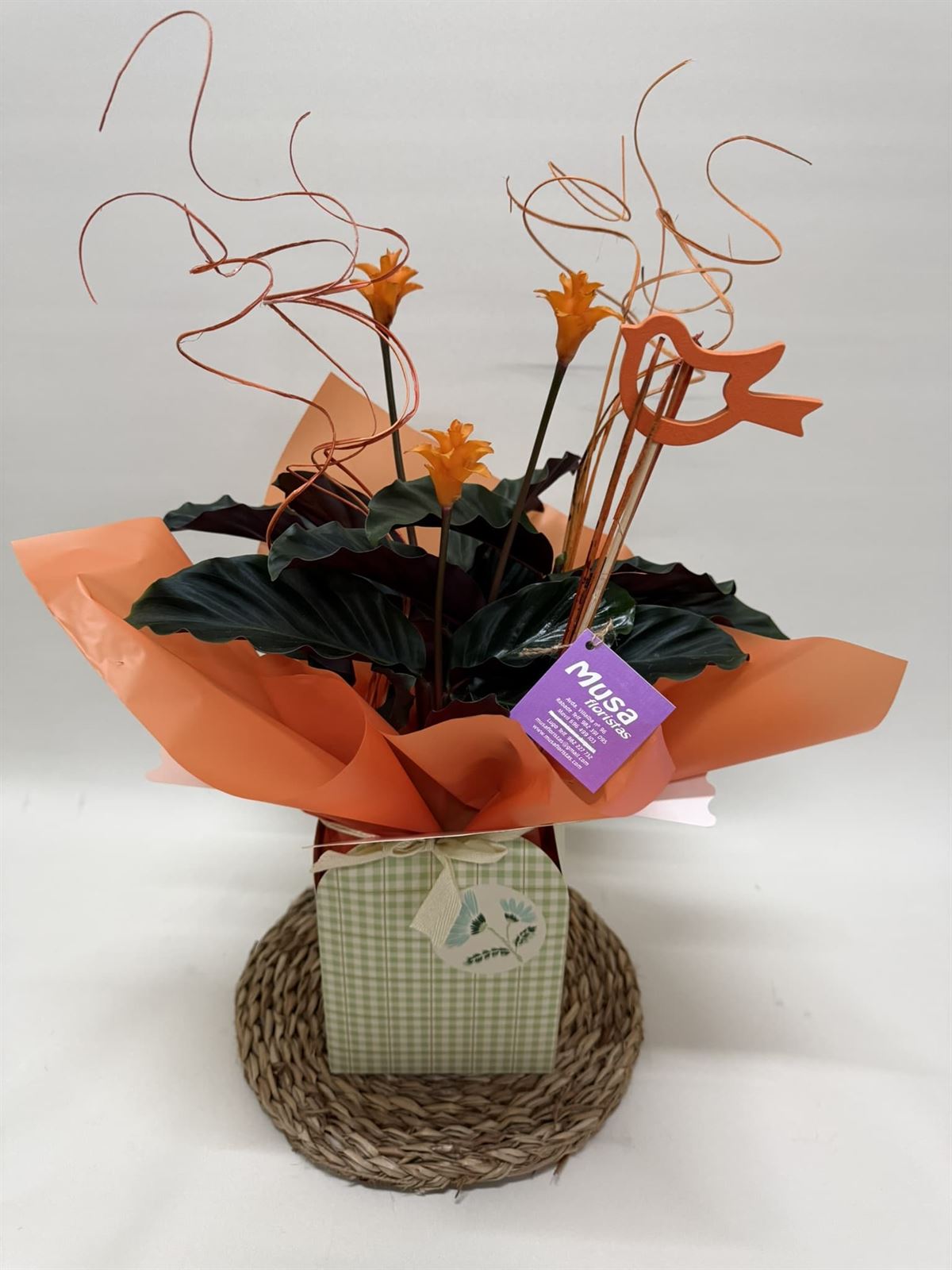 Calathea crocata con bolsa - Imagen 2