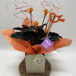 Calathea crocata con bolsa - Imagen 2