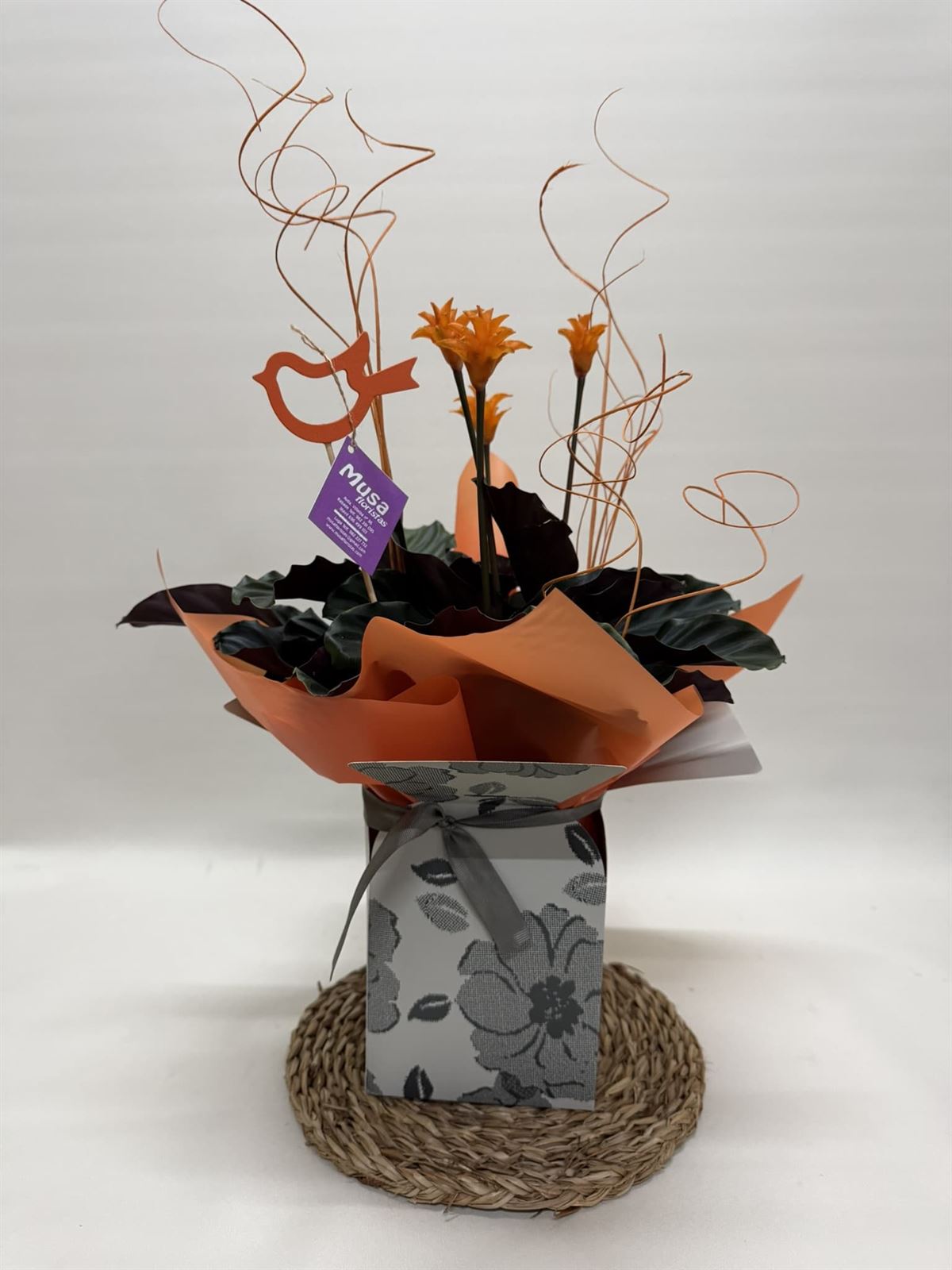 Calathea crocata con bolsa - Imagen 1