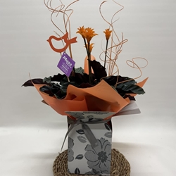 Calathea crocata con bolsa - Imagen 1