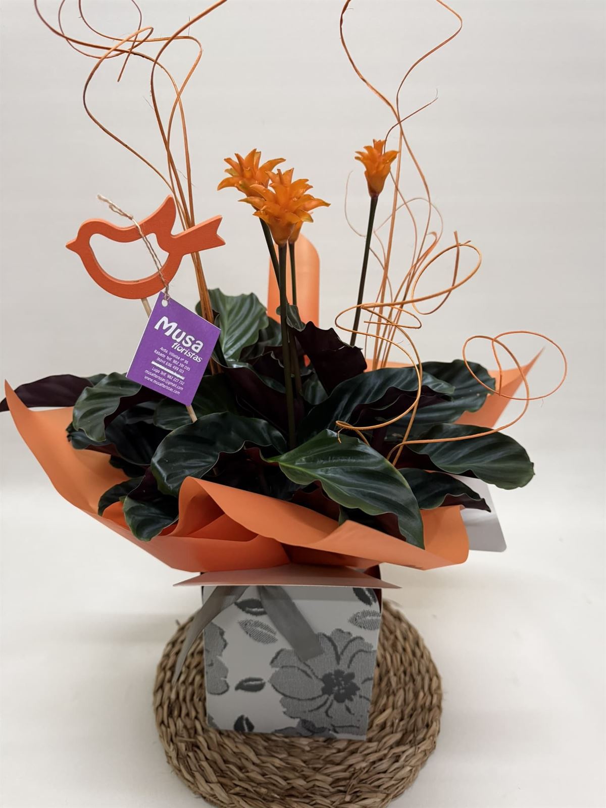 Calathea crocata con bolsa - Imagen 2