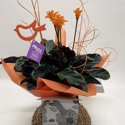 Calathea crocata con bolsa - Imagen 2