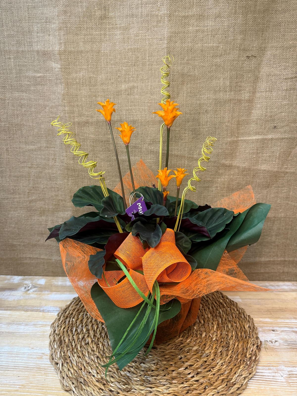 Calathea Crocata - Imagen 1