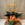 Calathea Crocata - Imagen 1